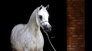 If you have ever dreamed of creating, raising, training and riding your own. Polish Arabian Horses Youtube