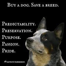 It's often hard to tell the breeds in the movie since the are reincarnated frequently. Pin On Purebred Dogs Purposefully Bred Dogs Beautiful Dogs
