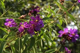 Image result for Dissotis speciosa