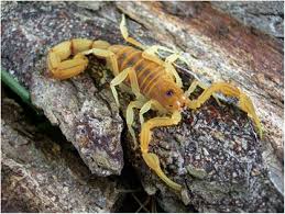 Image result for Chloris mossambicensis