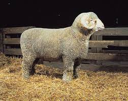 Affordable and search from millions of royalty free images, photos and vectors. Rambouillet Breed Of Sheep Britannica