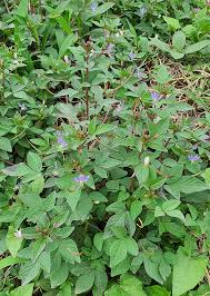 Image result for Cleome rutidosperma