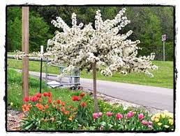 Pink buds open to a profuse, but brief, spring bloom of fragrant, white flowers (1 diameter). Plant Information Index Tina Sargent Crabapple Tree Ornamental Trees Landscaping Ornamental Trees Small Ornamental Trees