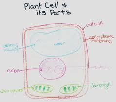 Maybe you would like to learn more about one of these? Where Is The Central Vacuole Located In A Plant Cell Brainly Com