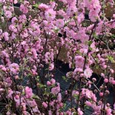 Image result for mandloň trojlaločná