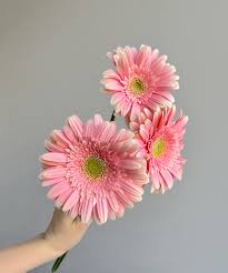 Image result for Gerbera