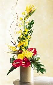 Save 50% + free shipping on orders over $50. Bird Of Paradise Flower And More Toronto Bulk Flowers