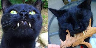 Do cats lose their baby teeth like humans do? Cat With Vampire Teeth Completely Won Over The Woman Who Saved Him The Dodo