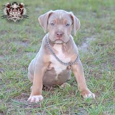 Available Champagne Tri Color Male From Cupid And Sunfire He Is Looking Incredible Just Like His Parents But I Have To Say Pitbull Puppies Pit Puppies Puppies