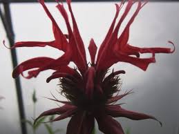 Image result for Monadenium herbaceum