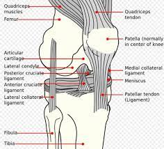 Can a torn meniscus get worse over time. How To Evaluate The Damage Of A Dog S Meniscus Tear Pethelpful