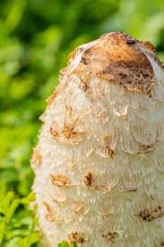 Image result for Phragmanthera cornetii