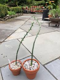 Image result for Adenopodia schlechteri