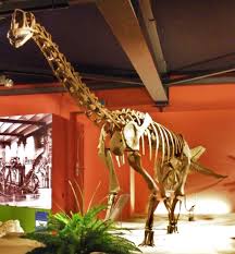 The europasaurus holgeri dinosaur shows a distinctive anatomical feature which is not clear. Europasaurus Wikipedia