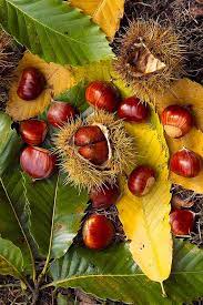 La castagna è il frutto del castagno a differenza della castagna dell'ippocastano che invece è un seme.le castagne derivano infatti dai fiori femminili (solitamente 2 o 3) racchiusi da una cupola che poi si trasforma in riccio. Maronen Edel Kastanie Saatgut Kaufen Castanea Sativa Samen Bestellen
