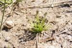 Image result for Eriocaulon teusczii