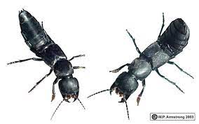 That said, the curl to the spider's legs indicates it was probably dead before the western black. Beetles