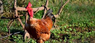 Naviguez à travers notre site pour. Volailles Fermieres Et Canards Gras Poule Tou De Labejau
