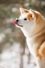 You can find info about the breed, lots of. Alaskan Malamute X Akita Inu Pets Lovers