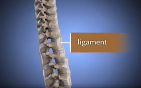 There are numerous claims that it helps with digestive issues, improves memory, strengthens your immune system, promotes stronger bones and reduces joint pain, says keri gans, a registered dietician and author of the small change Spine Basics Orthoinfo Aaos
