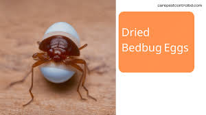 Image result for bed bugs eggs