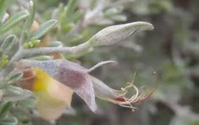 Image result for Lotononis laxa