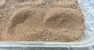 How To Incubate Tortoise Eggs | Reptile Centre