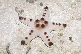 Chocolate Chip Starfish Detailed Guide Care Diet And Breeding Shrimp And Snail Breeder