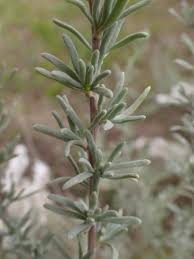 Image result for Eriocephalus racemosus