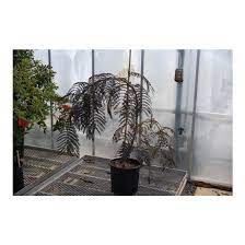 Albizia julibrissin 'chocolate fountain' albizia can be deciduous trees, shrubs or climbers. Albizia Julibrissin Ncaj1 Chocolate Fountain Pp 25813 Chocolate Fountain Mimosa Tree Broken Arrow Nursery