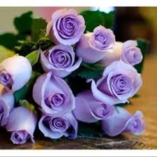 See more of bunga ross on facebook. Jual Produk Purple Rose Mawar Termurah Dan Terlengkap Agustus 2021 Bukalapak