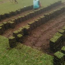 Maybe you would like to learn more about one of these? Jual Penjual Rumput Taman Madiun Gajah Mini Jepang Golf 085851472116 Kab Malang Rumput Gajah Mini 10rb Tokopedia