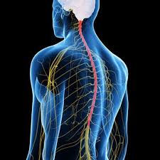 Image result for Spinal Trauma