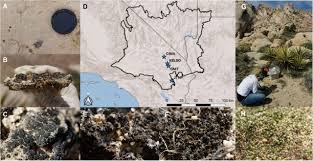 Some people take a few months. Insights Into The Desert Living Skin Microbiome Geography Soil Depth And Crust Type Affect Biocrust Microbial Communities And Networks In Mojave Desert Usa Biorxiv
