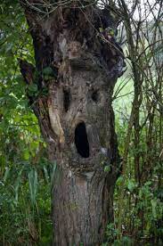 Tree Face 2 | Tree faces, Weird trees, Tree