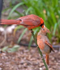 Se our article on what kind of bird seed cardinals like or our bird seed guide which also shows what types of feeders are best for their preferred bird seed. Mr And Baby Cardinal Pet Birds Cardinal Birds Backyard Birds