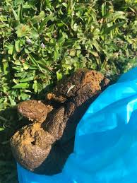 A healthy dog's ears and gums will have a pinkish hue, but in an infected or. How To Get Rid Of Tapeworms In Dogs Pet Life Today