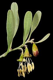 Image result for Surianaceae