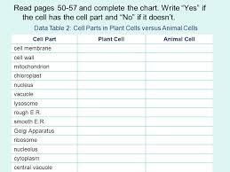 prokaryotic versus eukaryotic cells ppt download