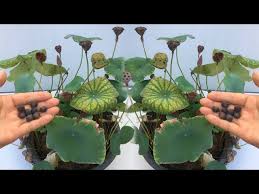 Image result for Lotus discolor