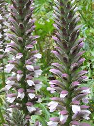 At rare roots, we provide various uncommon perennial plants for sale online. Bear S Breeches Plants Shade Flowers Shade Plants