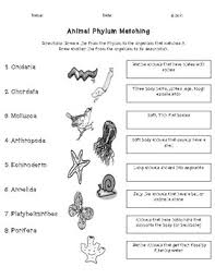 animals by phyla worksheets teaching resources tpt