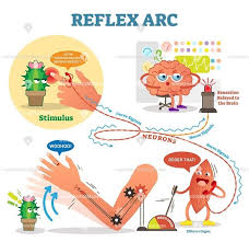 Spinal Reflex Arc Illustrated Cartoon Character Diagram Science Cartoons Teaching Biology Physics Classroom