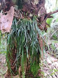 Image result for Vittaria