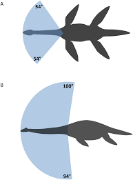 Synonyms for phrase immobile neck. Neck Mobility In The Jurassic Plesiosaur Cryptoclidus Eurymerus Finite Element Analysis As A New Approach To Understanding The Cervical Skeleton In Fossil Vertebrates Peerj