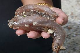 BERNAMA - LANGKAWI 'DISERANG' BRONOK