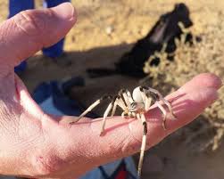Camel spiders are often associated with middle eastern deserts thanks to popular chain letters that began circulating during the persian gulf war and camel spiders prefer desert biomes, but can also be found in everything from scrub to forests. Gorgeous Recently Described White Lady Huntsman Spider From Israel What S That Bug