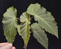 Image result for Begonia poculifera