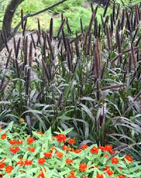 Maybe you would like to learn more about one of these? Ornamental Millet Pennisetum Glaucum Wisconsin Horticulture