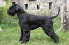 Asgard Standard Schnauzers